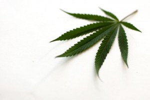 cannabis leaf